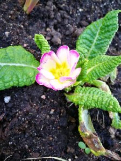 Что посадить под деревьями в саду для красоты. 8 красивых цветов для посадки под деревьями