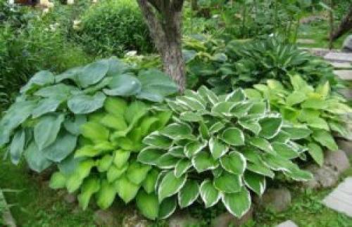 Что посадить под деревьями в саду для красоты. 8 красивых цветов для посадки под деревьями