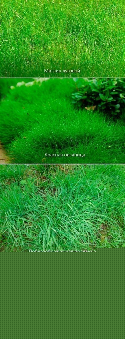 Лучшая газонная трава для дачи вытесняет сорняки не требует ухода. Газонная трава, которая уничтожает сорняки