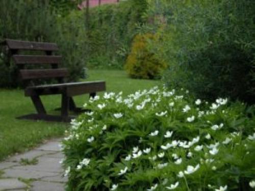 Что посадить под деревьями в саду для красоты. 8 красивых цветов для посадки под деревьями