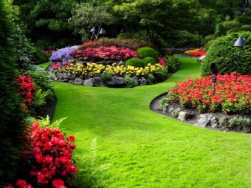 Семена травы газонной. Какой бывает 07