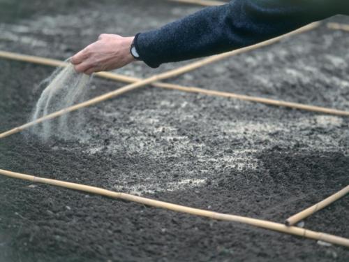 Семена травы газонной. Какой бывает 02