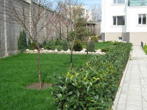 Когда лучше сажать плодовые деревья в подмосковье весной или осенью. Самое подходящее время