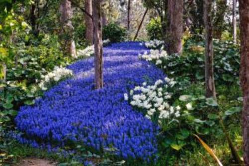 Что посадить под деревьями в саду для красоты. 8 красивых цветов для посадки под деревьями