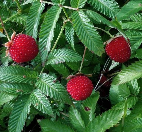 Какие кустарники посадить на даче осенью. 6 плодово-ягодных и декоративных кустарников, которые можно посадить под зиму