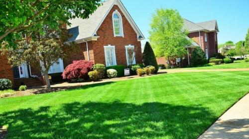 Газонные травы и их характеристика. Все о газонах