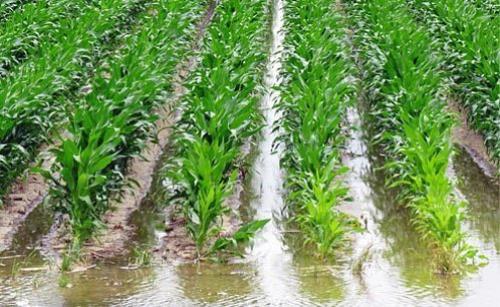 Как сделать систему полива.  Поверхностная или самотечная система полива