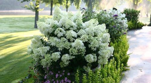 Гортензия метельчатая Фантом. Какая бывает гортензия Фантом 04