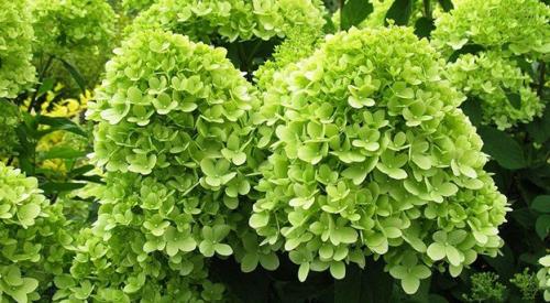 Гортензия метельчатая Фантом. Какая бывает гортензия Фантом 07