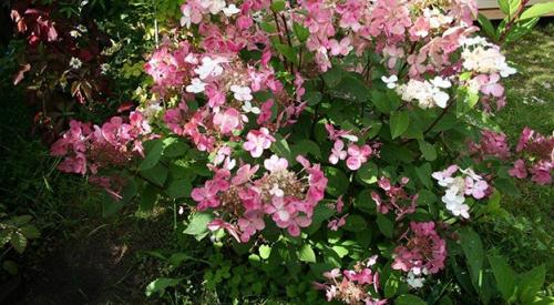 Гортензия метельчатая Фантом. Какая бывает гортензия Фантом 10