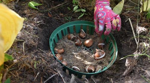 Когда осенью лучше сажать деревья. Сроки посадки 01