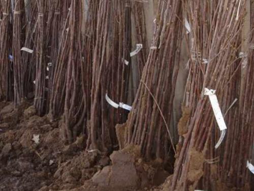 Можно ли сажать плодовые деревья в ноябре. Какие деревья сажают в ноябре