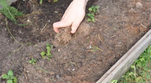 Когда осенью лучше сажать деревья. Сроки посадки 03