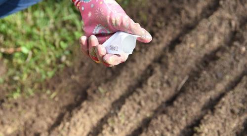 Когда осенью лучше сажать деревья. Сроки посадки 02