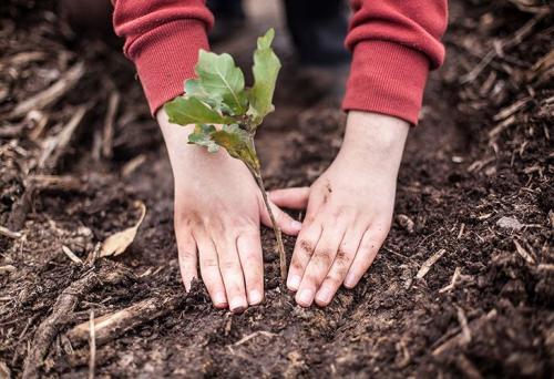 До какой температуры можно сажать деревья. Выбор сроков