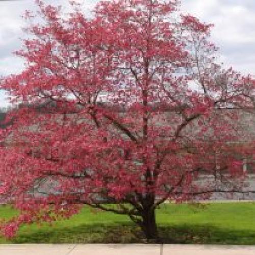 Когда сажать деревья весной. Какие деревья предпочтительней сажать весной?