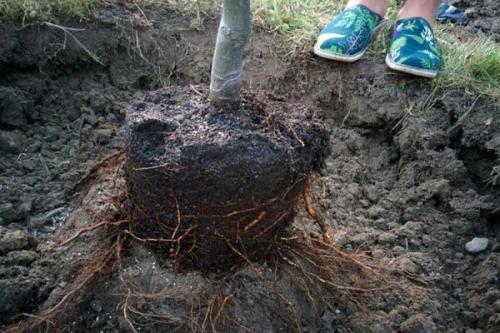 5 главных правил осенней посадки деревьев и кустарников. Не все растения сажаются осенью