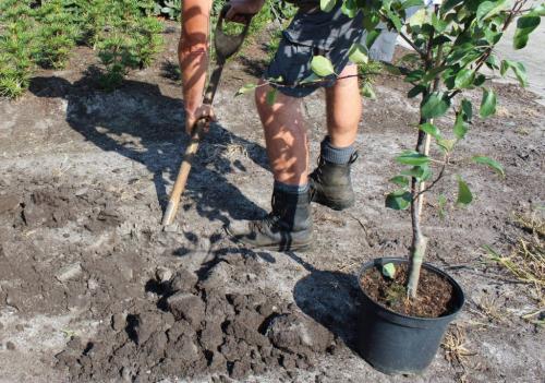 Осенняя посадка плодовых деревьев. Подготовка саженцев плодово-ягодных деревьев к посадке осенью (с видео) 01