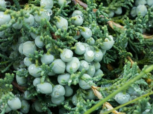 Когда лучше сажать деревья осенью или весной. Саженцы хвойников: почему надо сажать весной