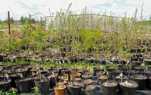 Осенняя посадка плодовых деревьев. Подготовка саженцев плодово-ягодных деревьев к посадке осенью (с видео) 05