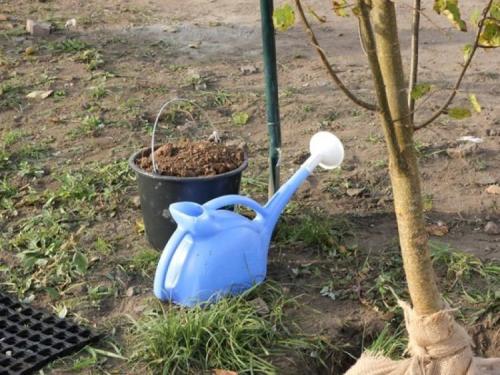 Когда сажать деревья осенью. Как сажать саженцы осенью — пошаговая инструкция: 05 Когда сажать деревья осенью. Как сажать саженцы осенью — пошаговая инструкция: 05