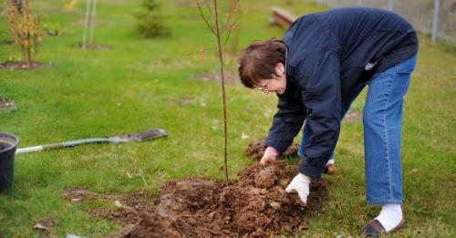 Когда сажать деревья осенью. Как сажать саженцы осенью — пошаговая инструкция: 13 Когда сажать деревья осенью. Как сажать саженцы осенью — пошаговая инструкция: 13