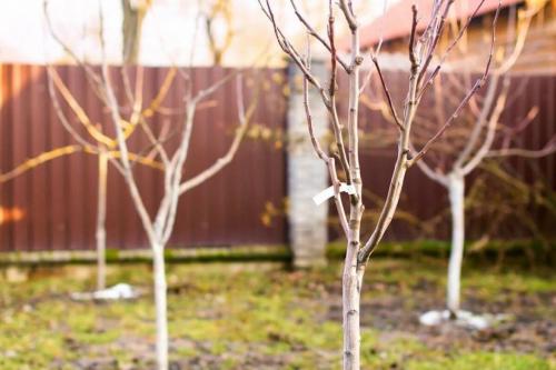 Когда сажать деревья осенью. Как сажать саженцы осенью — пошаговая инструкция: 04 Когда сажать деревья осенью. Как сажать саженцы осенью — пошаговая инструкция: 04