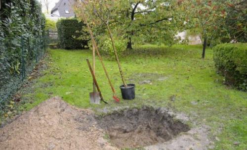 Когда сажать деревья осенью. Как сажать саженцы осенью — пошаговая инструкция: 12 Когда сажать деревья осенью. Как сажать саженцы осенью — пошаговая инструкция: 12