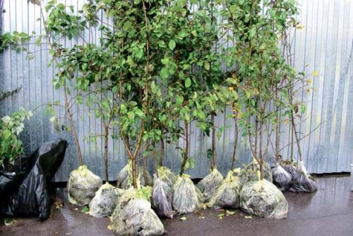 Когда сажать деревья осенью. Как сажать саженцы осенью — пошаговая инструкция: 11 Когда сажать деревья осенью. Как сажать саженцы осенью — пошаговая инструкция: 11