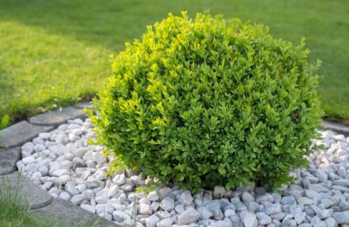 Когда сажать кустарники весной. Какие деревья предпочтительней сажать весной?