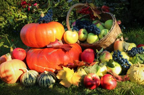Посадка саженцев плодовых деревьев осенью. Весенняя посадка плодовых саженцев в различных регионах 04