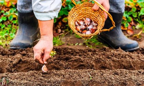 Посадка саженцев плодовых деревьев осенью. Весенняя посадка плодовых саженцев в различных регионах 03