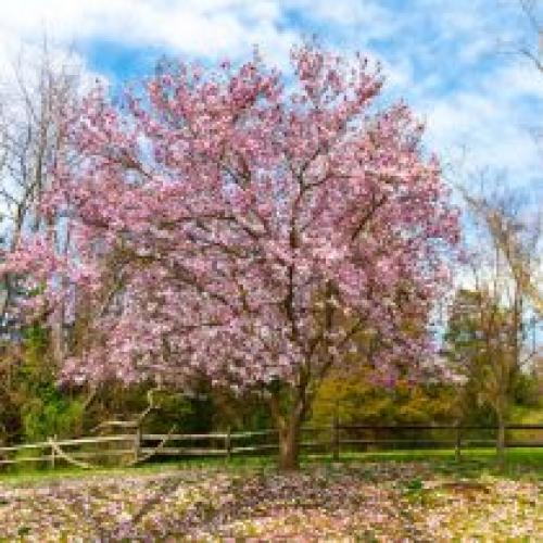 Когда сажать кустарники весной. Какие деревья предпочтительней сажать весной?