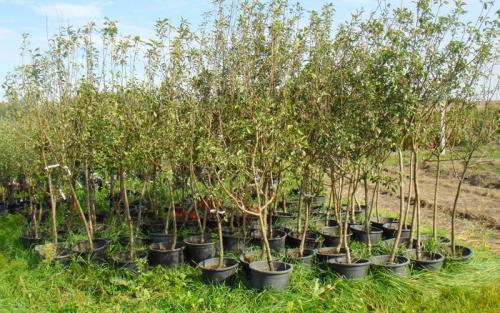 Посадка саженцев плодовых деревьев осенью. Весенняя посадка плодовых саженцев в различных регионах 01