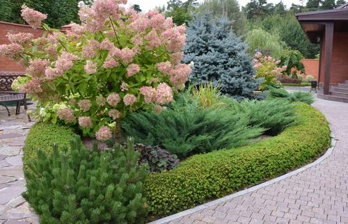 Как правильно посадить хвойные осенью. Осень – время хвойных. Посадка туи, пихты, можжевельника, сосны