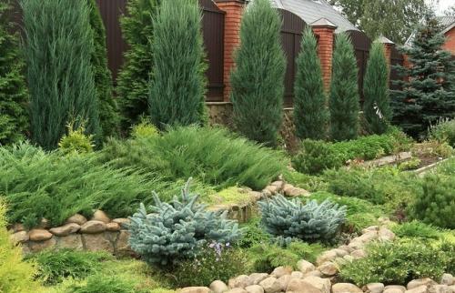 Как правильно сажать хвойные. Поселите хвойники в саду – посадка туи, сосны, пихты, можжевельника осенью