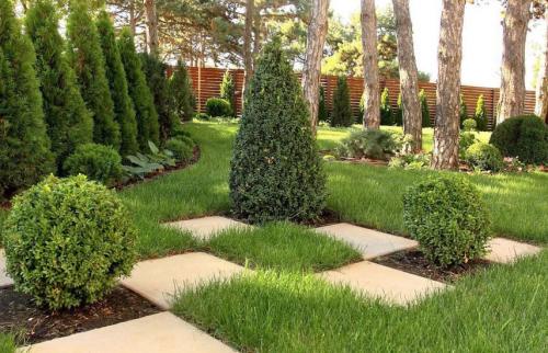 Как правильно сажать хвойные. Поселите хвойники в саду – посадка туи, сосны, пихты, можжевельника осенью