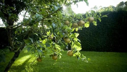 Какие деревья и почему лучше сажать осенью. Какие деревья лучше сажать осенью и почему 11 Какие деревья и почему лучше сажать осенью. Какие деревья лучше сажать осенью и почему 11