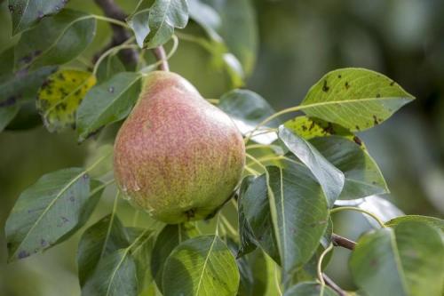 Какие деревья и почему лучше сажать осенью. Какие деревья лучше сажать осенью и почему 16 Какие деревья и почему лучше сажать осенью. Какие деревья лучше сажать осенью и почему 16