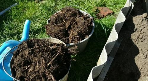 До какой температуры можно сажать деревья. Этапы высадки деревьев