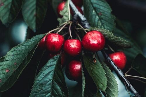 Какие деревья и почему лучше сажать осенью. Какие деревья лучше сажать осенью и почему 15 Какие деревья и почему лучше сажать осенью. Какие деревья лучше сажать осенью и почему 15