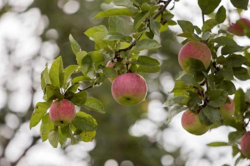 Какие деревья и почему лучше сажать осенью. Какие деревья лучше сажать осенью и почему 14 Какие деревья и почему лучше сажать осенью. Какие деревья лучше сажать осенью и почему 14