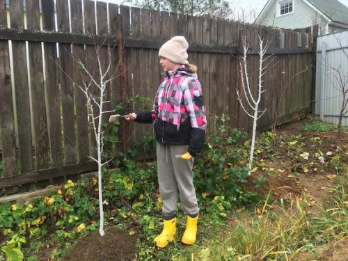 Какие деревья и почему лучше сажать осенью. Какие деревья лучше сажать осенью и почему 13 Какие деревья и почему лучше сажать осенью. Какие деревья лучше сажать осенью и почему 13