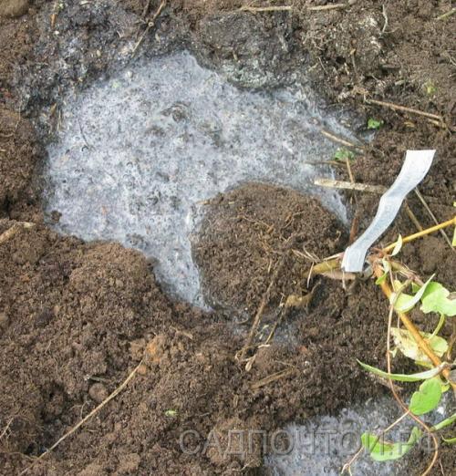 Советы специалиста по правильной посадке саженцев. Посадка саженцев в грунт 01