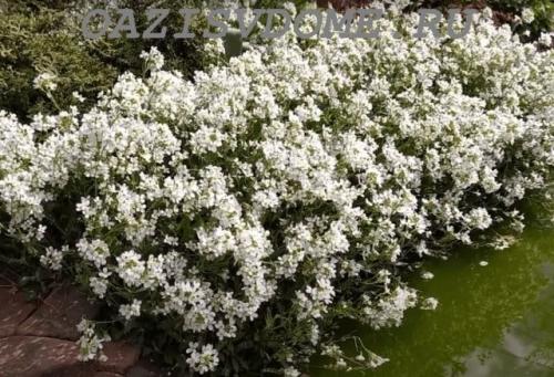 Какие многолетние цветы можно посадить осенью семенами. 26 цветов которые можно посадить осенью под зиму