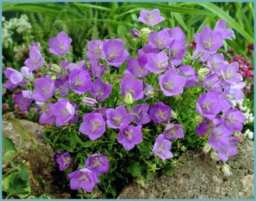 Какие многолетние цветы можно посадить осенью семенами. 26 цветов которые можно посадить осенью под зиму