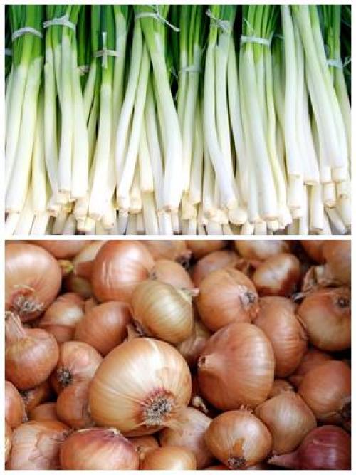 Что можно посадить под зиму в сибири. Лук