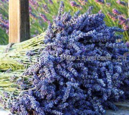 Что можно сажать и пересаживать осенью. Что сажать и пересаживать в саду осенью: список растений 10