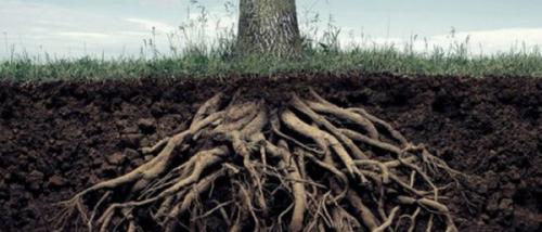 Пересадка плодовых деревьев осенью. Когда пересаживать яблоню осенью (в, какие месяцы)?