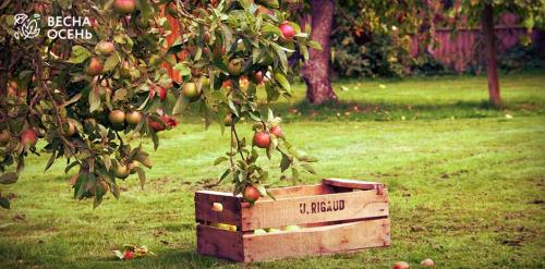 Когда лучше сажать деревья осенью или весной. Саженцы хвойников: почему надо сажать весной 01